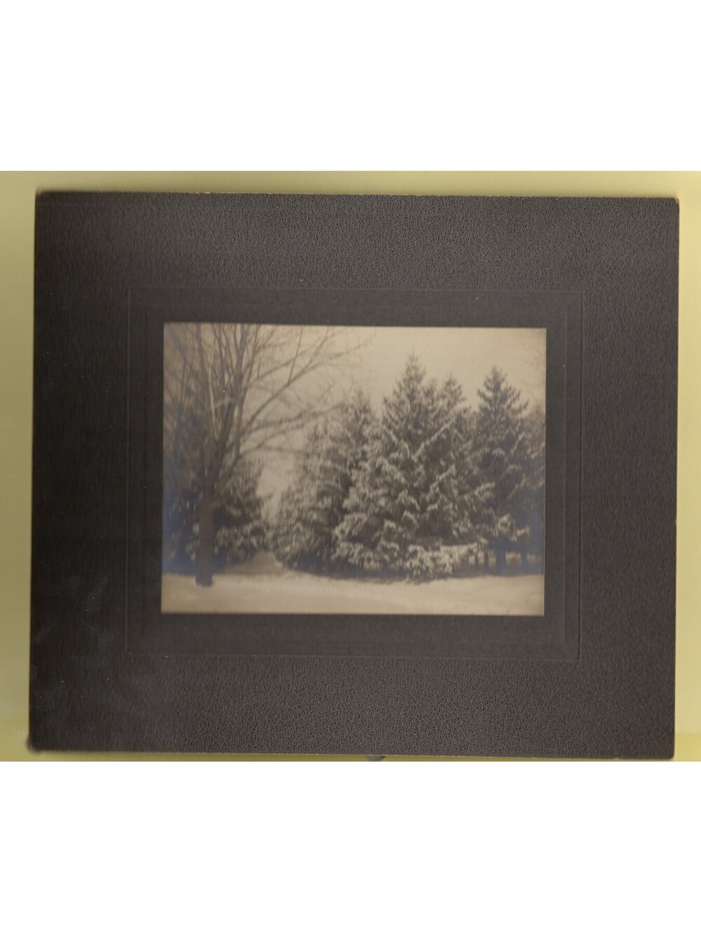 Mounted Photo of Trees with Winter Snow 8 x 7"